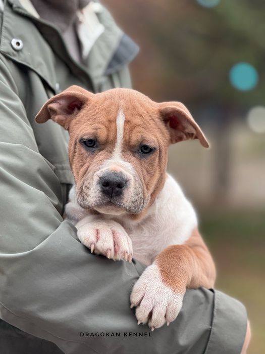 Pui amstaff rasa pură cu pedigree