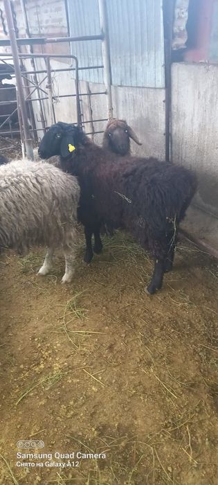 Қой сатылыды семіз