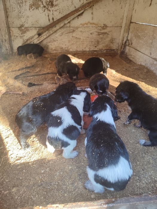 Щенки Русского спаниеля