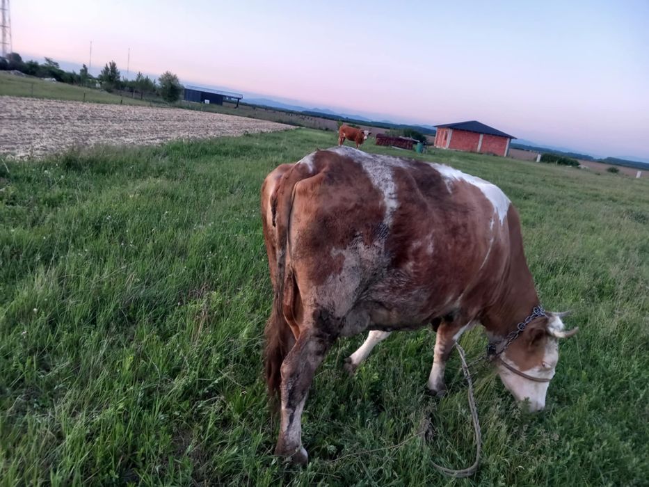 De vanzare vaca si juninca gestanta