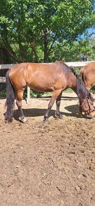 Лошадь 4 года, месяц на откорме