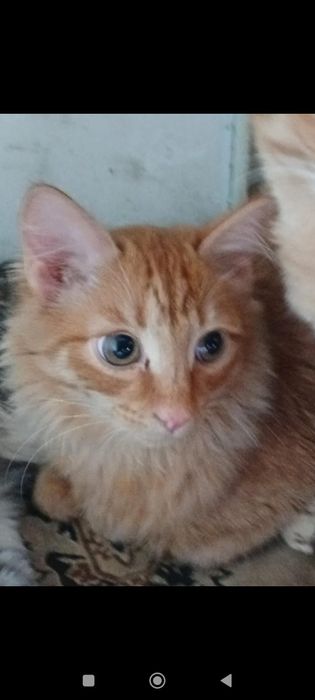 Котики бесплатно в добрые руки