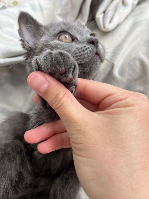Котенок в добрые руки