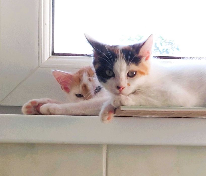 Donez pentru adoptie doua pisicute si un motanel