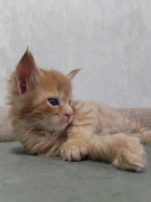 Котята Мейн-куны с документами