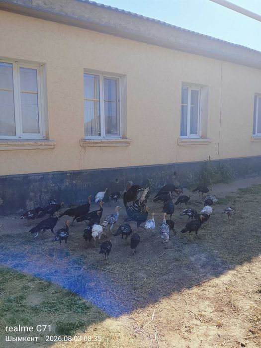 Продаю индюков срочно