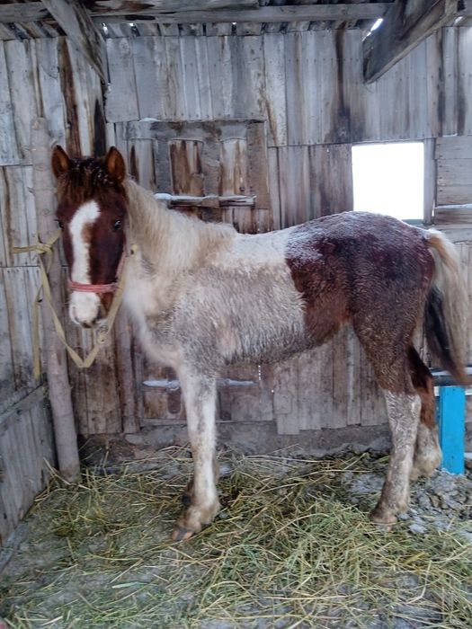 Жылкы сатам 550мын