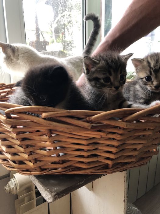 Котята в добрые руки