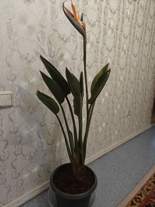 Стрилиция Регина