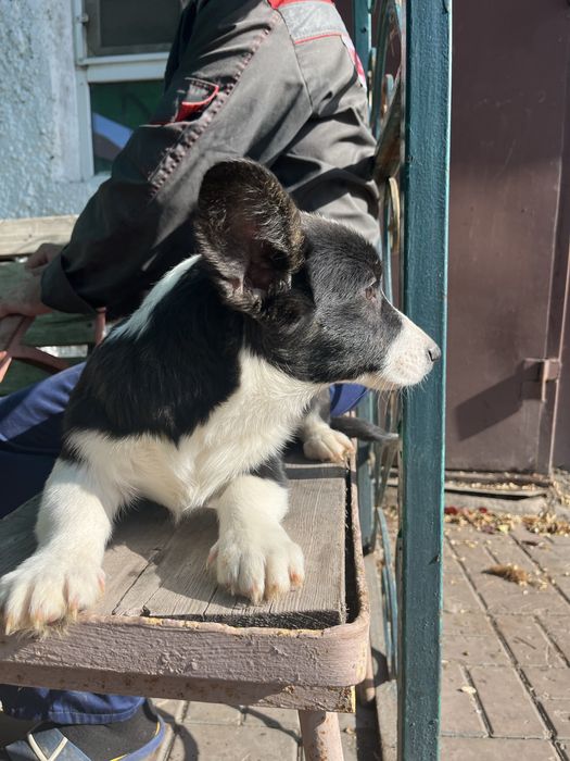 Вельш корги кардиган