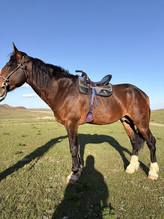 Айғыр сатылады, продается мощный жеребец