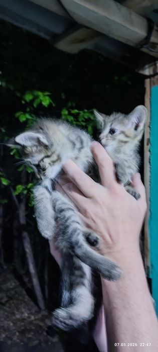 Отдам котят бесплатно
