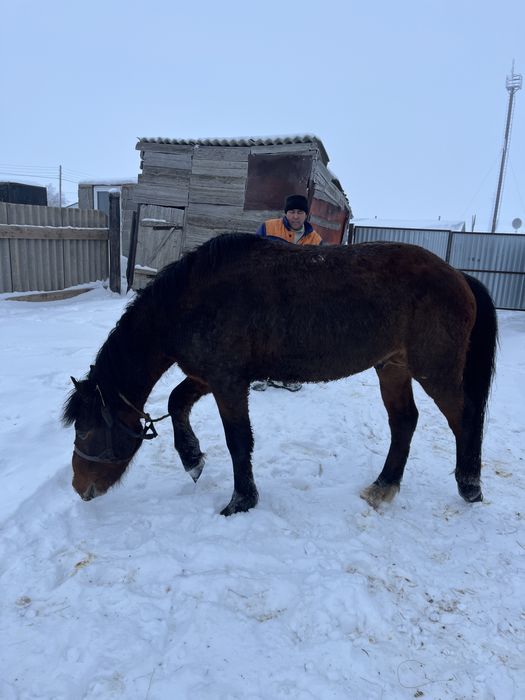 Міңгі айғыр сатылады