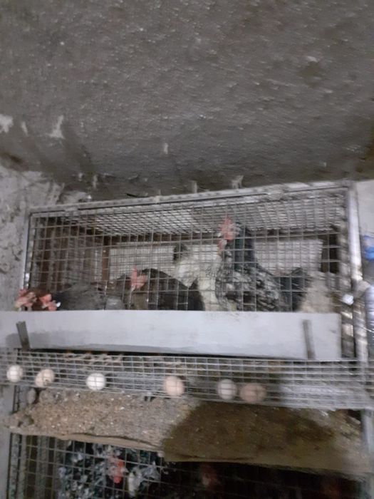 Продам клетки для кур.