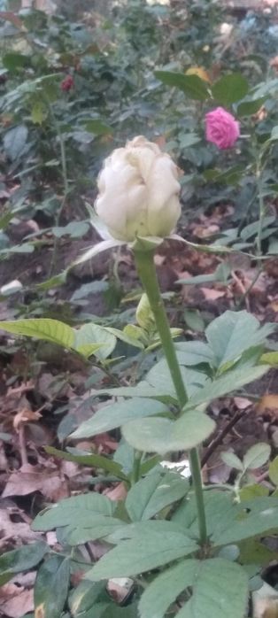 Атиргуллар хар хил ранглада