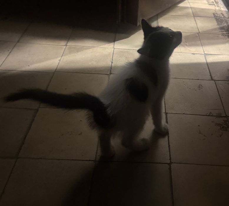 Отдаем котенка в добрые руки