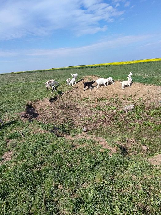 Capre cu iezi  langa el