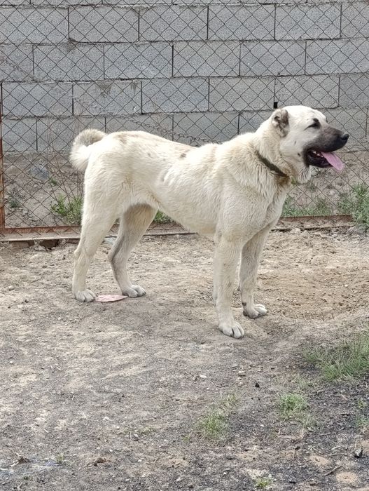 Таза қанды кангал