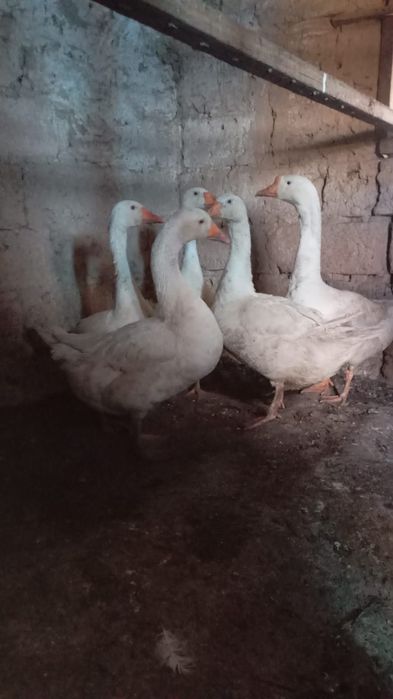 Продам гусей гуси