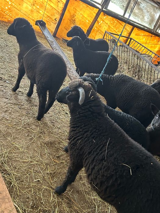 Продавам агнета 25 до 30 кг 7 евро