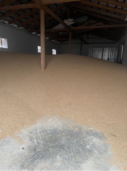 Grau, porumb, floarea soarelui, uruiala, baloti de paie!!!