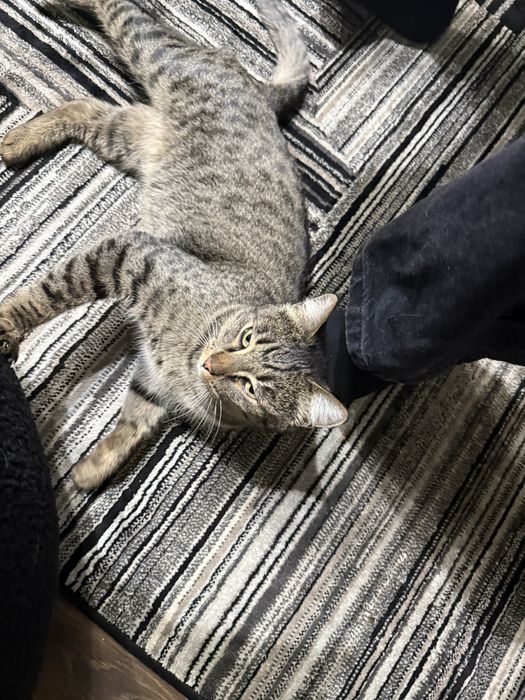 Найдена кошка девочка