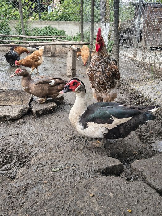 Rățoi mut crescut natural