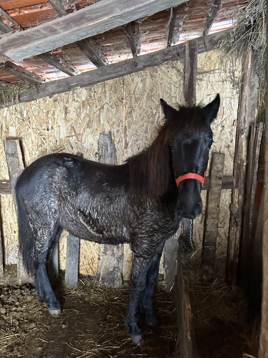 Disponibil cârlan 1,6 ani