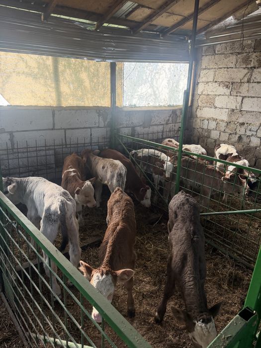Vitei de rasa taurasi si vitele intarcati si sugari
