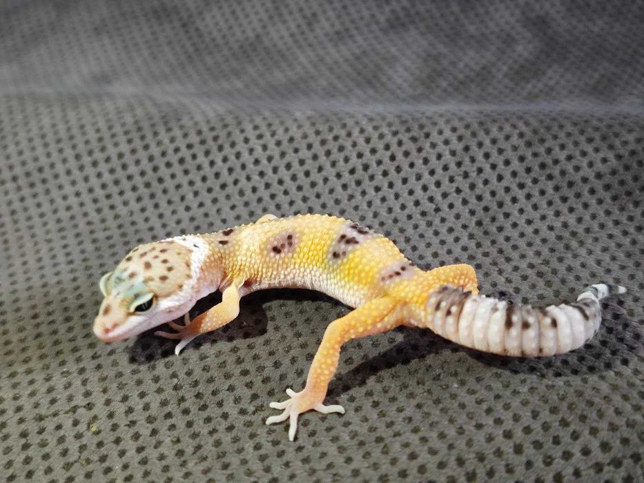 Эублефары молодь