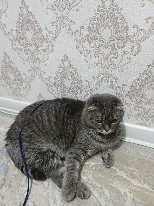 Отдам 2 х кошек в хорошие руки