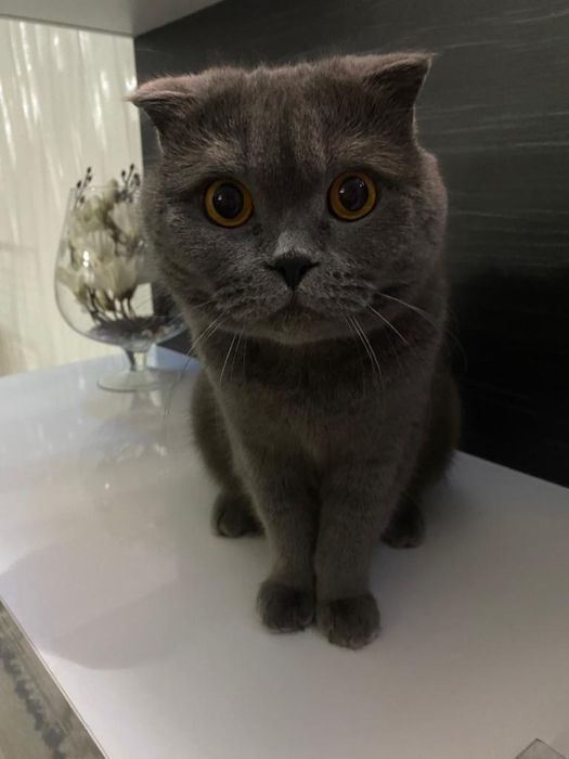 Отдам кота бесплатно!!!