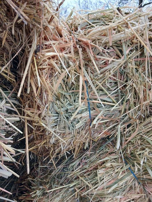 Vând baloti de ovăz