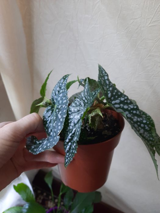 Бегония Макулата Olei Silver Spot