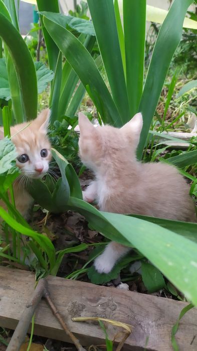 Котёнок, мальчик,1.5месяца, в Чирчике.