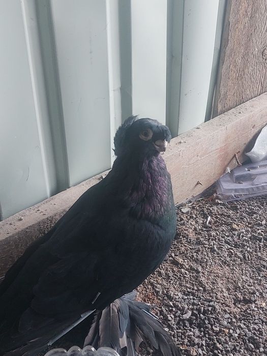 Жуки двухчубые старапородные