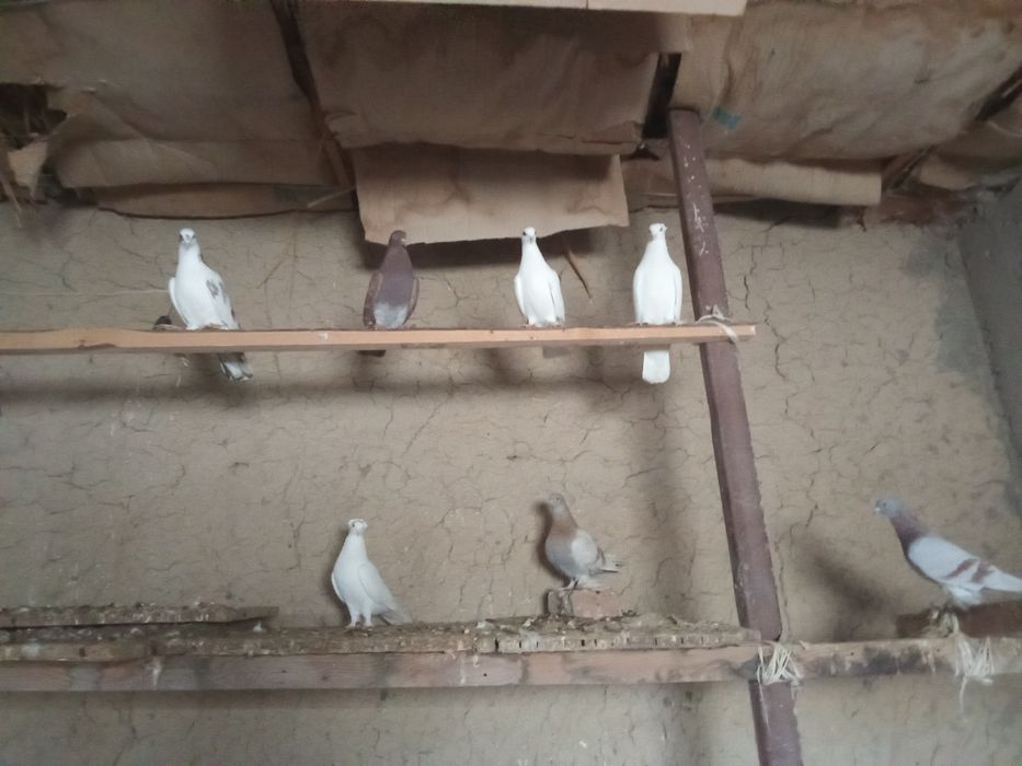 Кептер сатыладыыыы