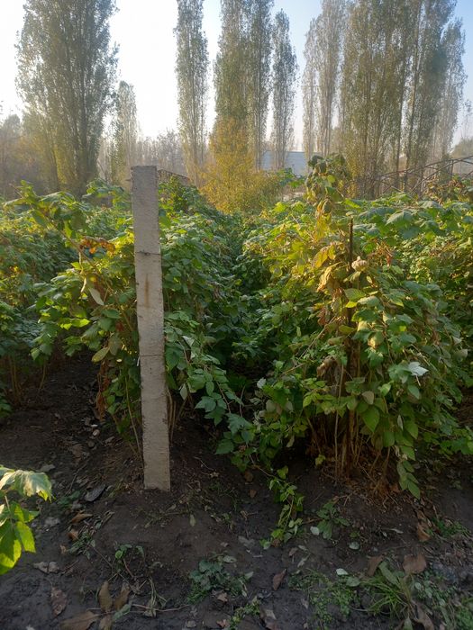 Малина малина malina