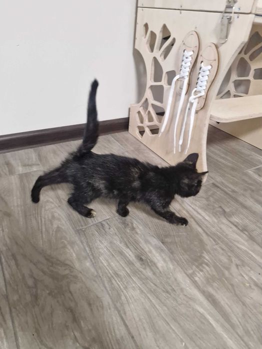 Подарявам коте на около 2 месеца