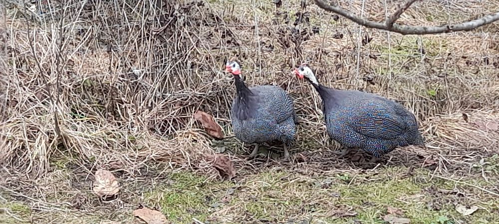 Vand bibilici foarte frumoase, tinere