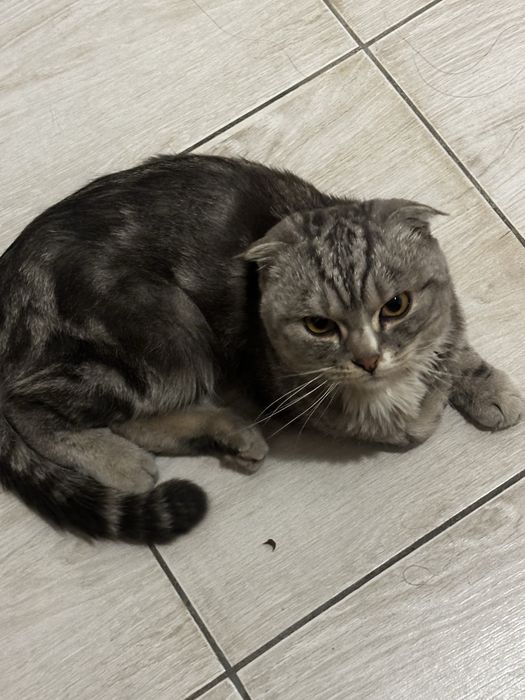 нашли кота, Кокшетау