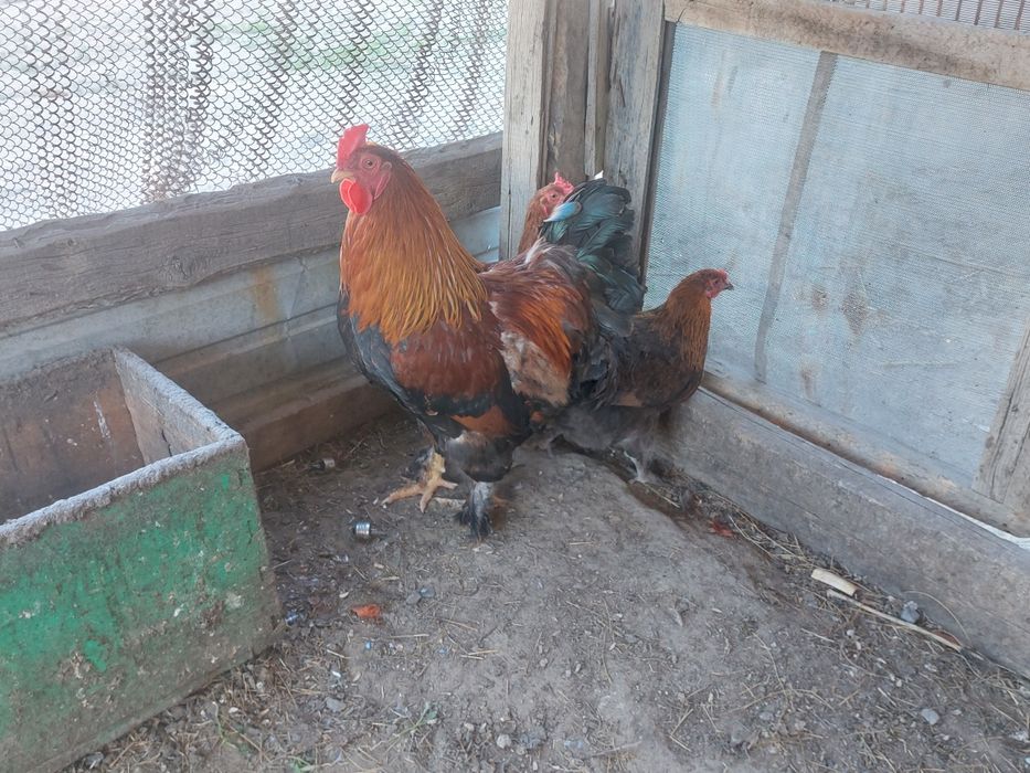 Продам домашних кур и петуха брама.