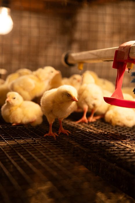 Суточный бройлер  , гусь , утка , несушка !