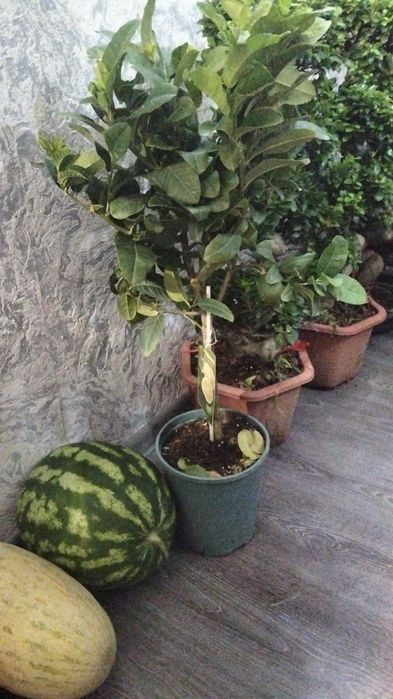 Продам  дерево лимон