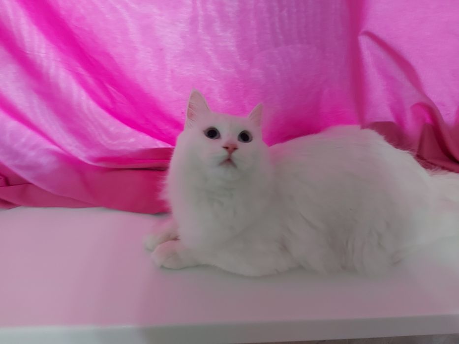 Отдам в добрые руки