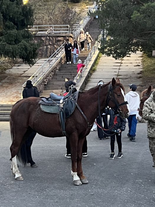 Айгыр, уйыр корген