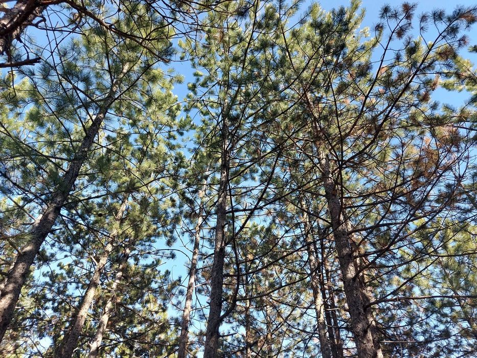 Продава се Парцел в с. Малка Верея, Област Стара Загора - 1333 кв.м за 4 €/кв.м - Снимка #2