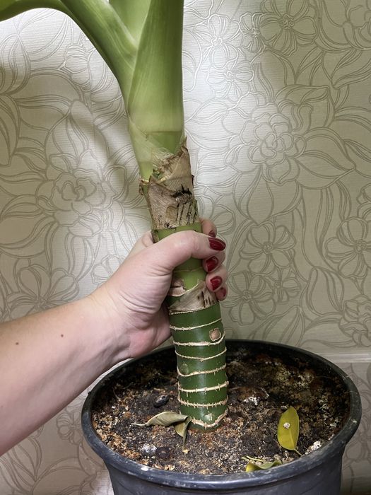 Диффенбахия тропическая