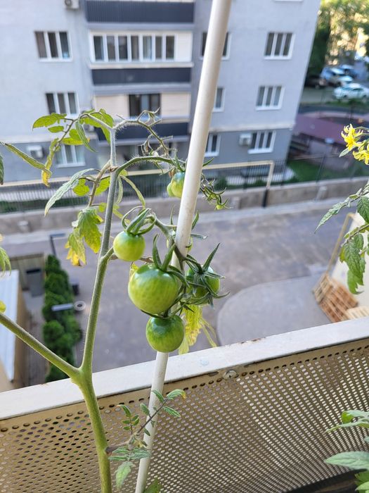 Продам комнатные цветы