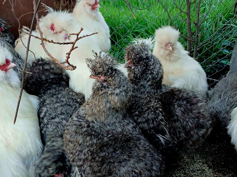 Петли и кокошки копринки-Топ качество